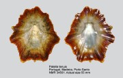 Patella tenuis